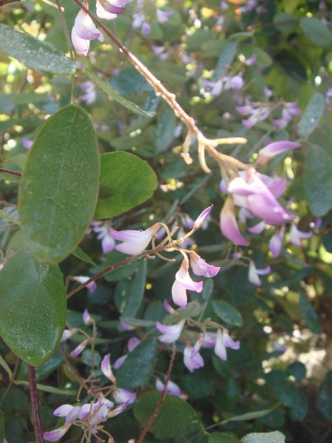 Campylotropis macrocarpa fleur P6